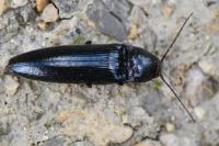 Melanotus villosus