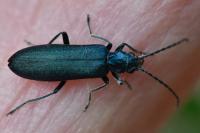 Ischnomera
