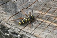 Clytus arietis