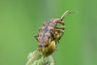 Rhagium sycophanta