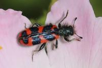 Trichodes alvearius