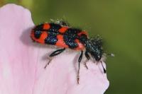 Trichodes alvearius