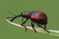 Tatianaerhynchites aequatus