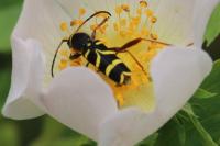 Clytus arietis