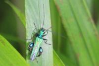 Oedemera nobilis