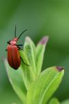 Pyrochroa serraticornis