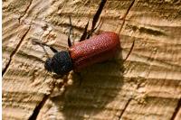 Bostrichus capucinus