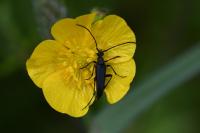 Rutpela nigra