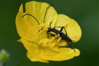 Rutpela nigra