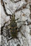 Rhagium mordax