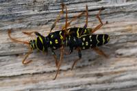 Plagionotus arcuatus