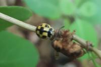 Propylea quatuordecimpunctata