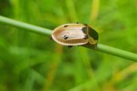 Dendroxena quadrimaculata