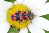 Trichodes alvearius