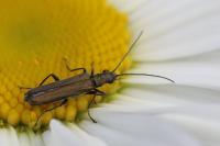 Oedemera