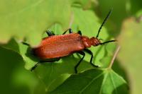 Pyrochroa serraticornis