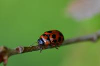 Gonioctena decemnotata