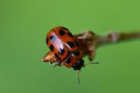 Gonioctena decemnotata