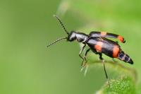 Anthocomus fasciatus