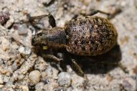 Liophloeus tessulatus