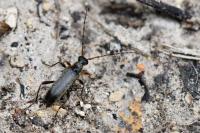 Grammoptera ruficornis