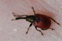 Tatianaerhynchites aequatus