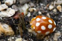 Vibidia duodecimguttata