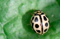 Tytthaspis sedecimpunctata