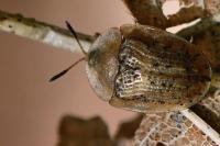 Cassida nebulosa