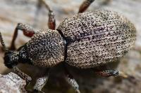 Otiorhynchus singularis