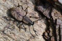 Otiorhynchus singularis