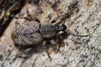 Otiorhynchus singularis