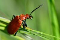 Pyrochroa serraticornis