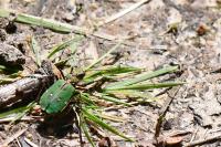 Cicindela campestris