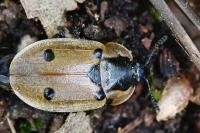 Dendroxena quadrimaculata