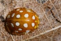 Halyzia sedecimguttata
