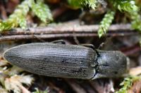 Agriotes pilosellus