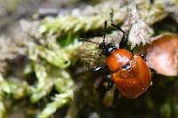 Attelabus nitens