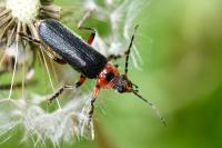 Cantharis rustica