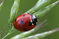 Coccinella septempunctata