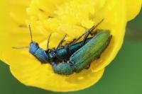 Psilothrix viridicoerulea