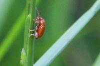 Sphaeroderma