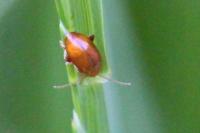 Sphaeroderma