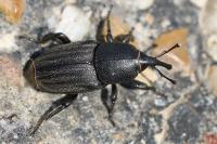 Sphenophorus