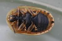 Cassida nebulosa