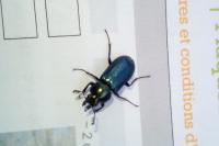 Platycerus caraboides