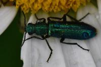 Psilothrix viridicoerulea