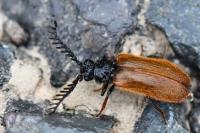 Drilus flavescens