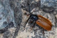 Drilus flavescens