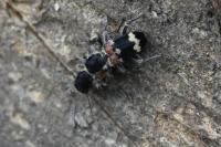 Clerus mutillarius